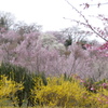 花見山