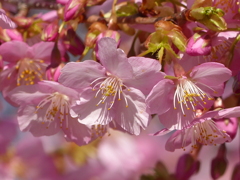 初桜