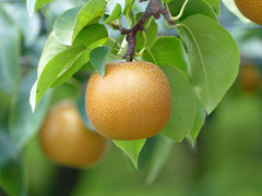 夏の果樹園で