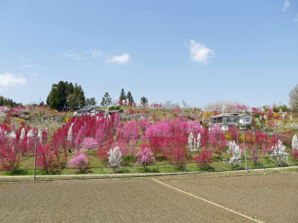 花もも