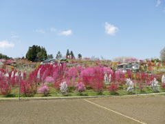 花もも