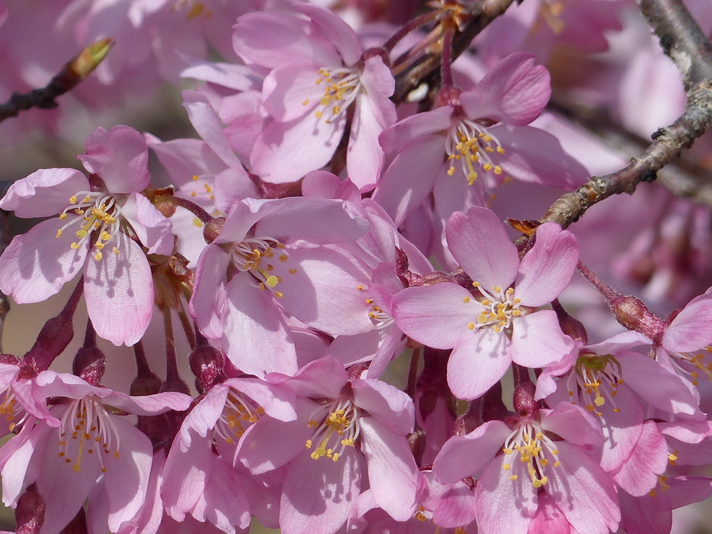 春の花1(桜1)