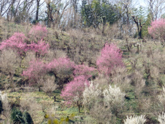 花見山
