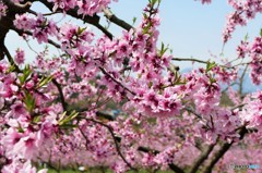 桃の花