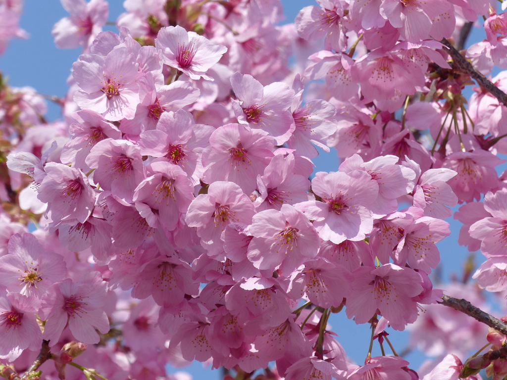 桜
