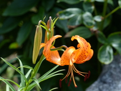 初夏の花5 (ユリ)