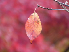 秋の里山で7(紅葉2)