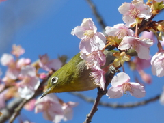 春の里山で5(河津桜とメジロ5)