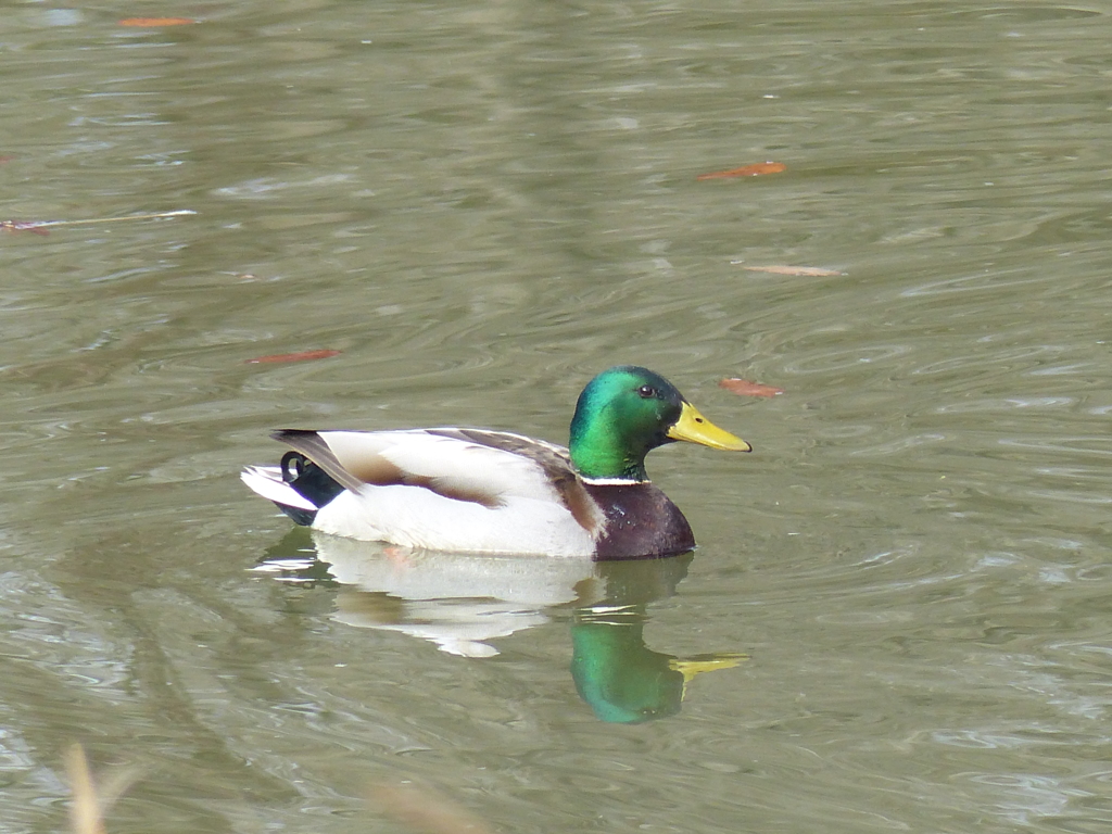 水鳥