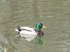 水鳥