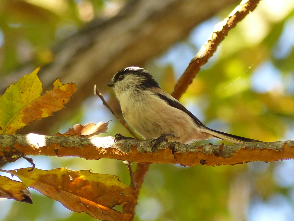秋の里山で2(エナガ)