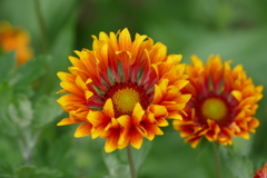 花畑で