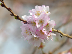 十月桜