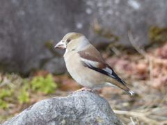 冬の里山で15(シメ)