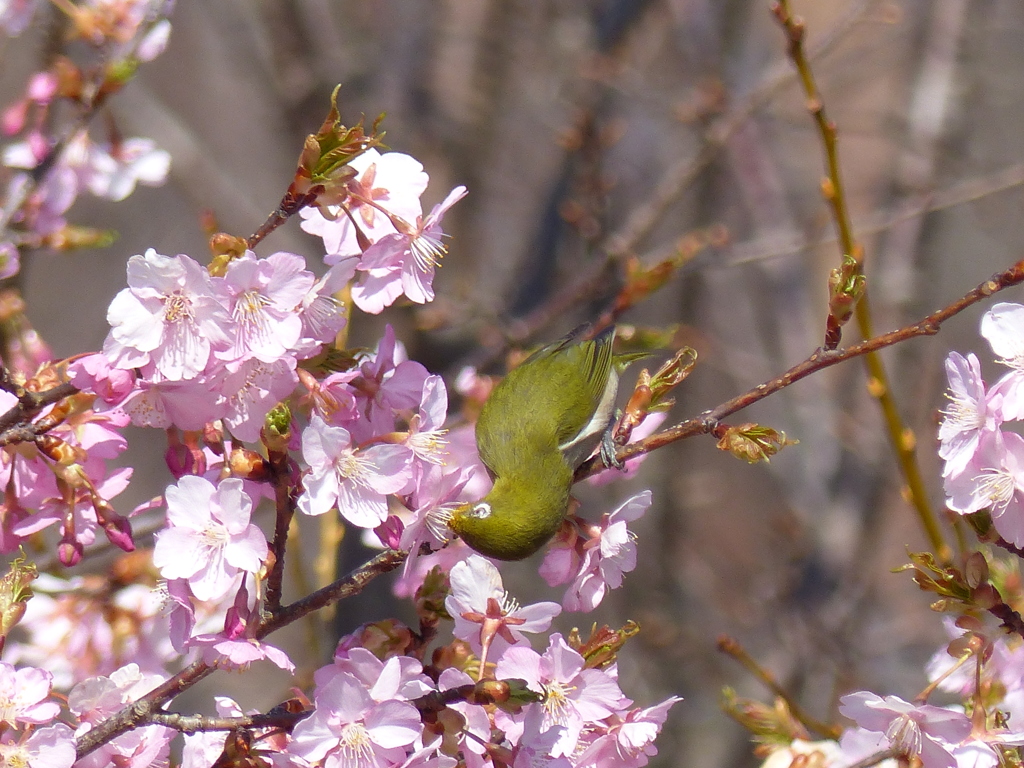 メジロ と桜