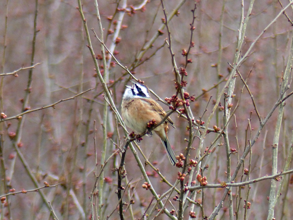 里山の冬鳥たち