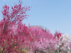 花もも