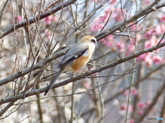 紅梅とモズ