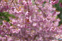 八重桜の咲く道を散歩して