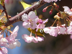 メジロ と桜