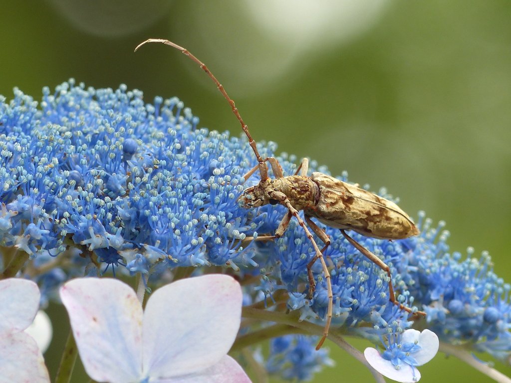 花食カマキリ