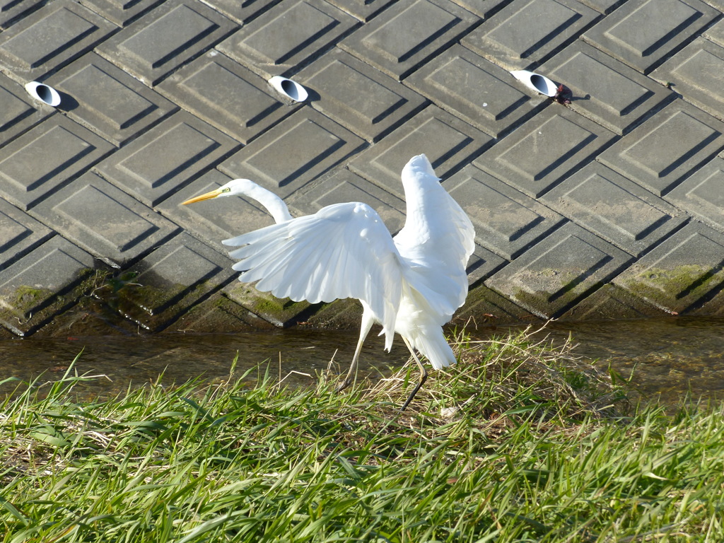 ダイサギ(着地5）