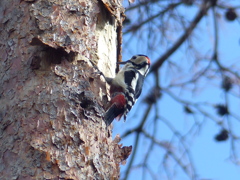 冬の里山で25(アカゲラ2)