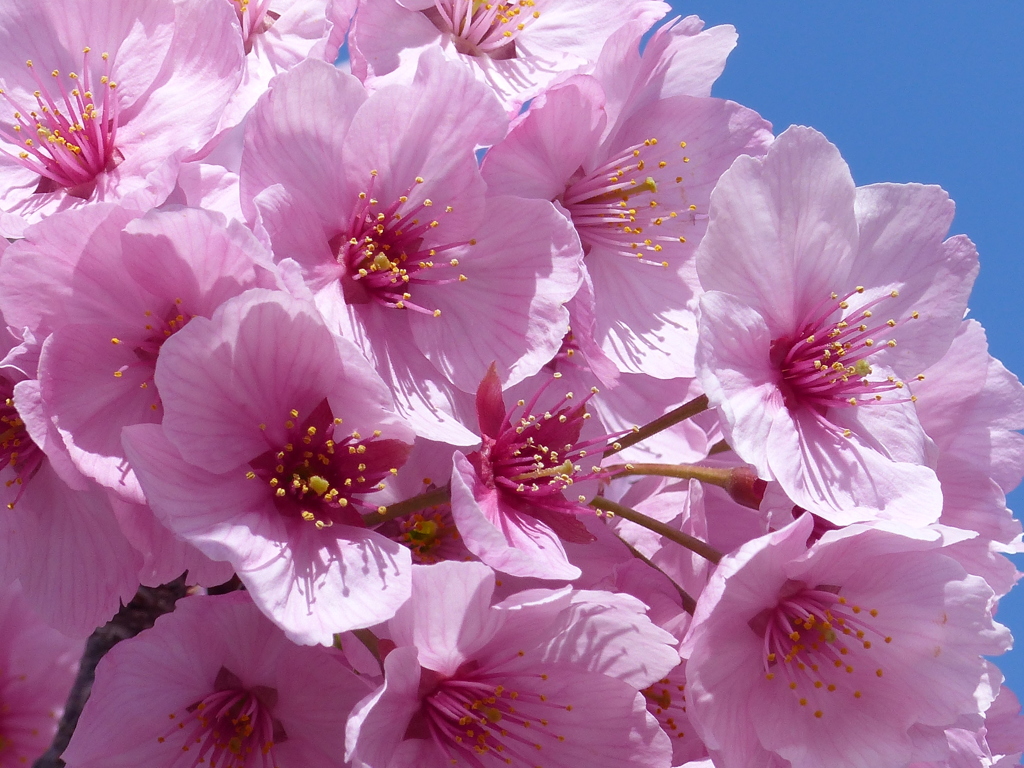 青空と桜