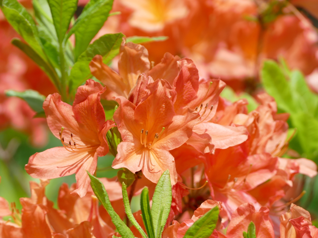 春の花