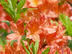 春の花