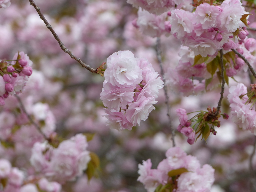 春16(春の花7)