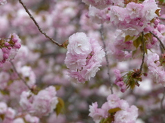 春16(春の花7)