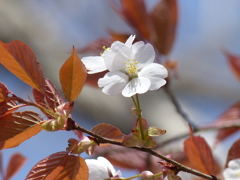 桜