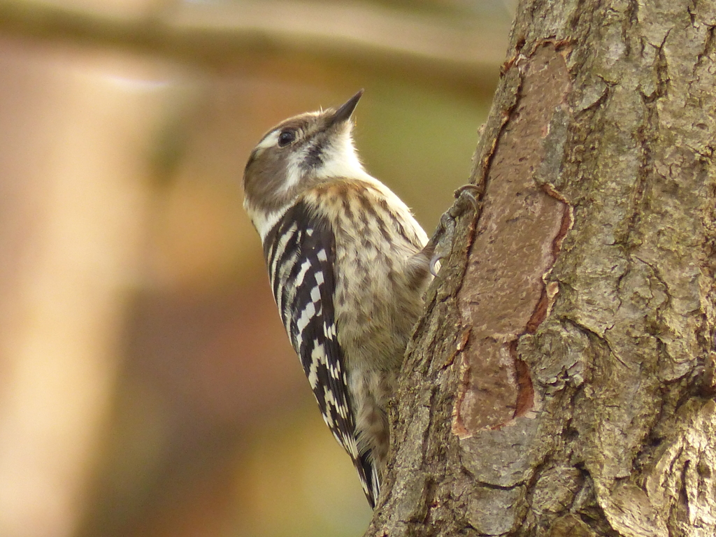 秋の里山で(コゲラ)
