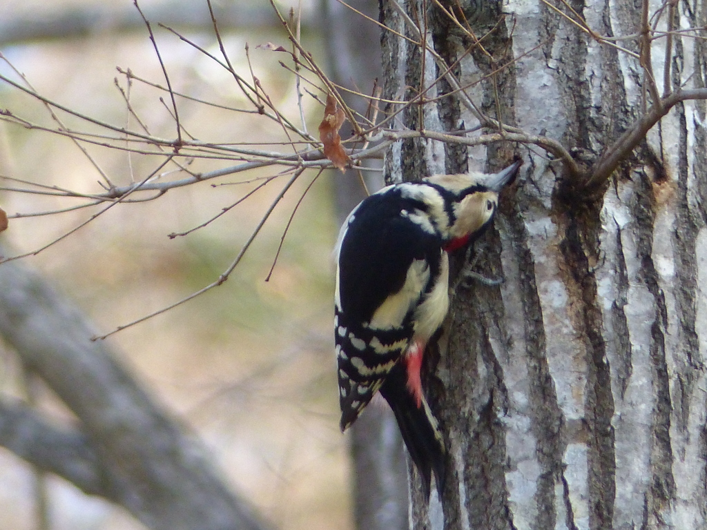 冬の里山で3(アカゲラ)