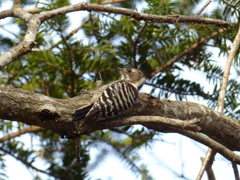 冬の里山で(コゲラ)    