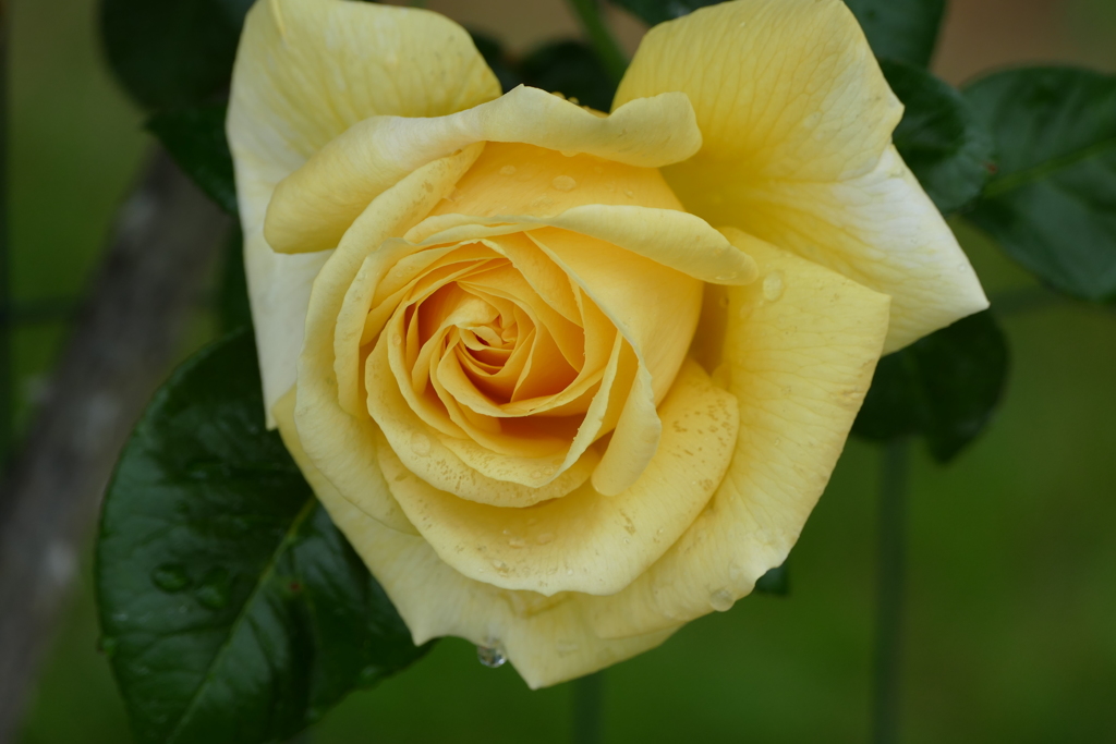 雨上がりのバラ園で