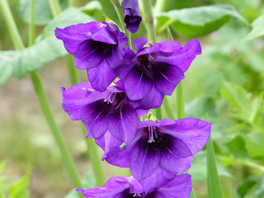 夏の花5(グラジオラス)