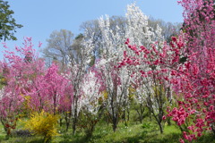 花やしき公園