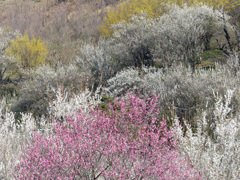 花見山