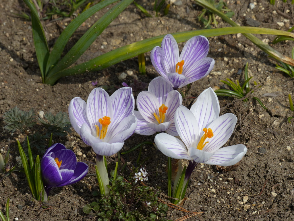 春の花