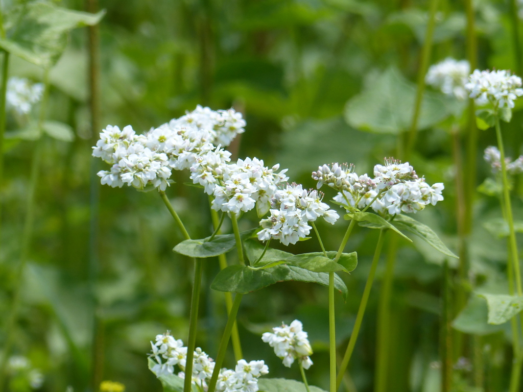 蕎麦の花