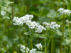 蕎麦の花