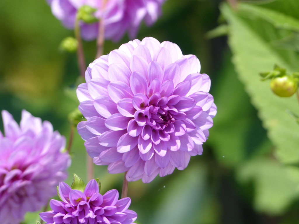 夏の花6 (ダリア)