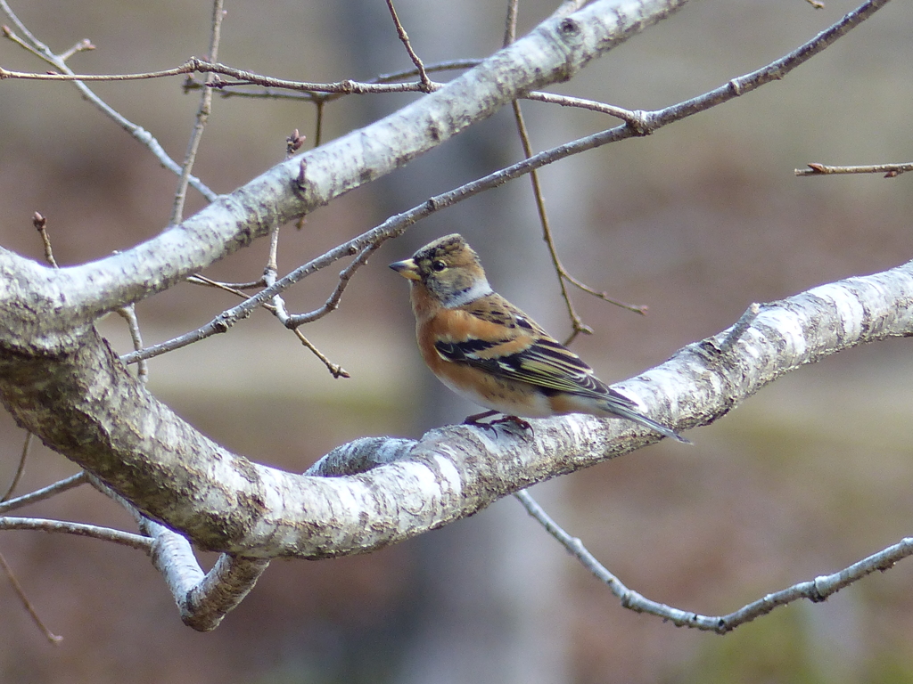冬の里山で(アトリ）