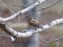 冬の里山で(アトリ）