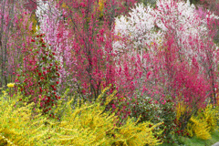 花もも