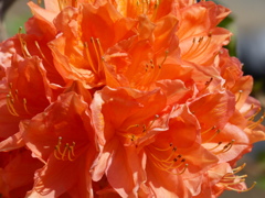 春の花