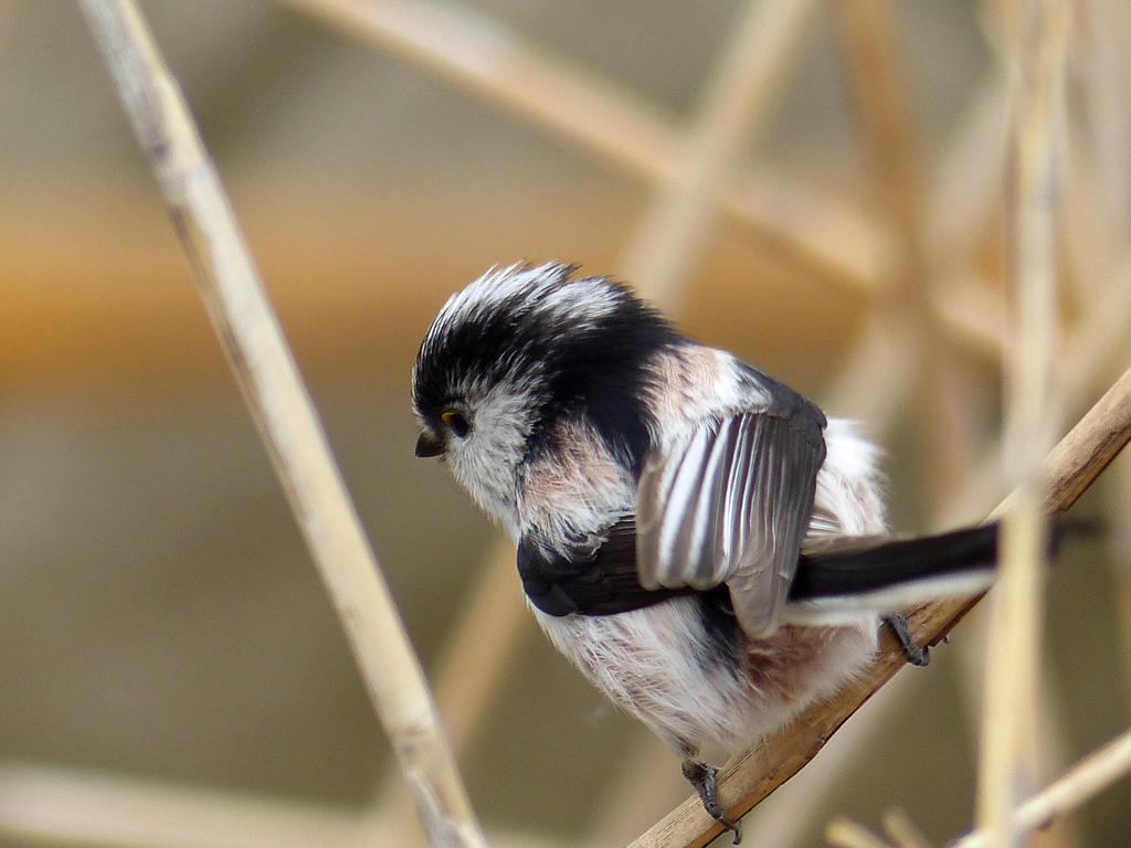 里山の冬鳥たち