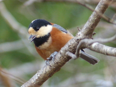 冬の里山で9(ヤマガラ)